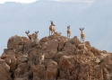 Filename=tv_nubianibex.JPG
Filesize=249KiB
Dimensions=700x500
Date added=Mar 30, 2013 tv_nubianibex.JPG