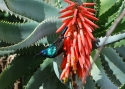 Filename=tv_sunbird.JPG
Filesize=275KiB
Dimensions=700x500
Date added=Mar 30, 2013 tv_sunbird.JPG