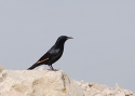 Filename=tv_tristamsgrackle.JPG
Filesize=135KiB
Dimensions=700x503
Date added=Mar 30, 2013 tv_tristamsgrackle.JPG