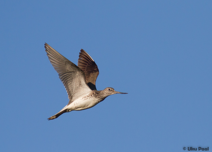 Heletilder (Tringa nebularia)
Tartumaa, juuni 2015

UP
Keywords: greenshank