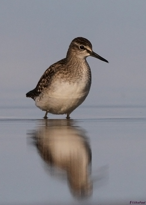 Mudatilder (Tringa glareola)
Läänemaa, august 2012

UP
Keywords: wood sandpiper