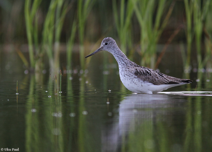 Heletilder (Tringa nebularia)
Saaremaa, juuni 2014

UP
Keywords: greenshank