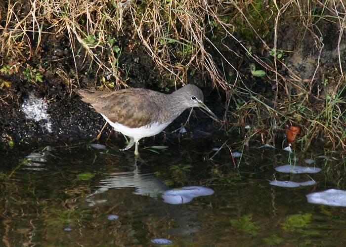 Metstilder (Tringa ochropus)
Ilmatsalu, Tartumaa, 4.11.2006. Tartu LK andmetel on tegemist kõige hilisema metstildri vaatlusega Eestis.

Risto Lammin-Soila
Keywords: green sandpiper