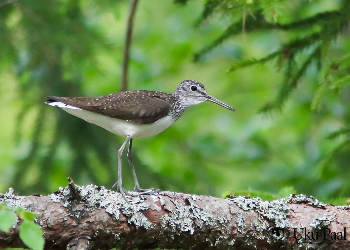 Metstilder (Tringa ochropus)
Tartumaa, mai 2019

Uku Paal
Keywords: green sandpiper