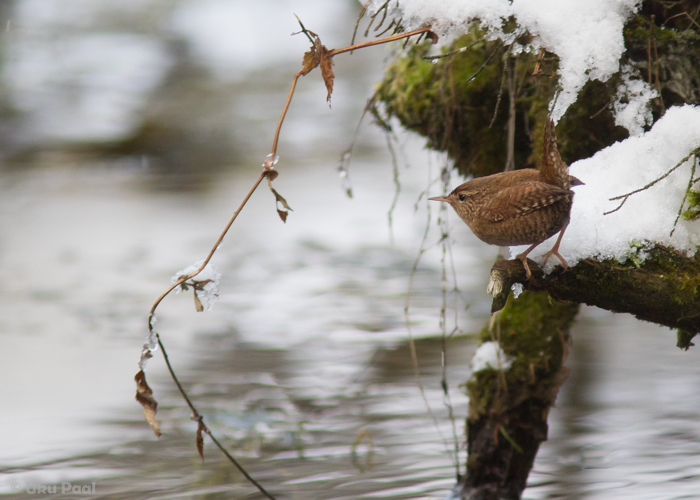 Käblik (Troglodytes troglodytes)
Saaremaa, jaanuar 2016.

UP
Keywords: winter wren