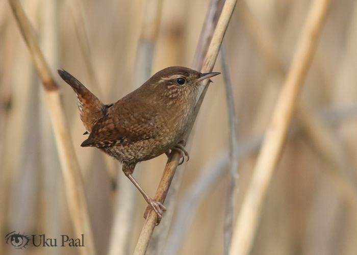 Käblik (Troglodytes troglodytes)
Saaremaa, november 2017

Uku Paal
Keywords: winter wren