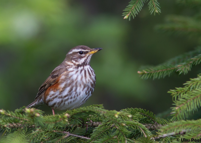 Vainurästas (Turdus iliacus)
Lääne-Virumaa, mai 2015

UP
Keywords: redwing