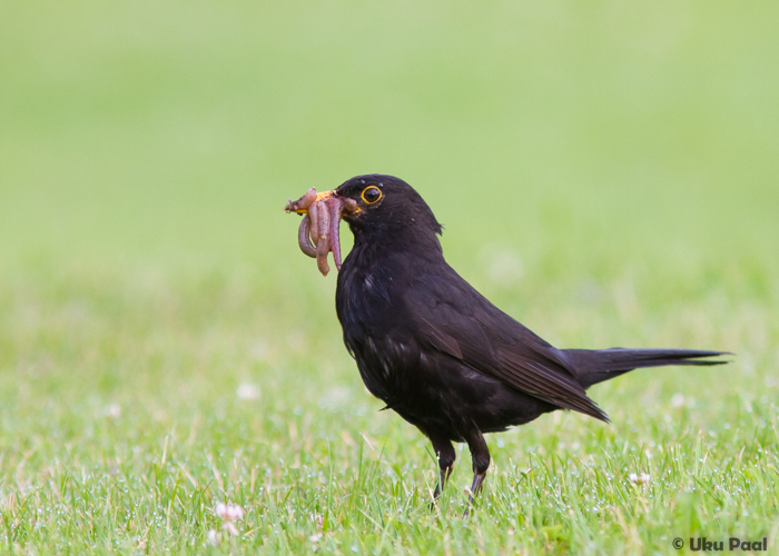 Musträstas (Turdus merula) isane
Viljandimaa, juuli 2015

UP
Keywords: blackbird