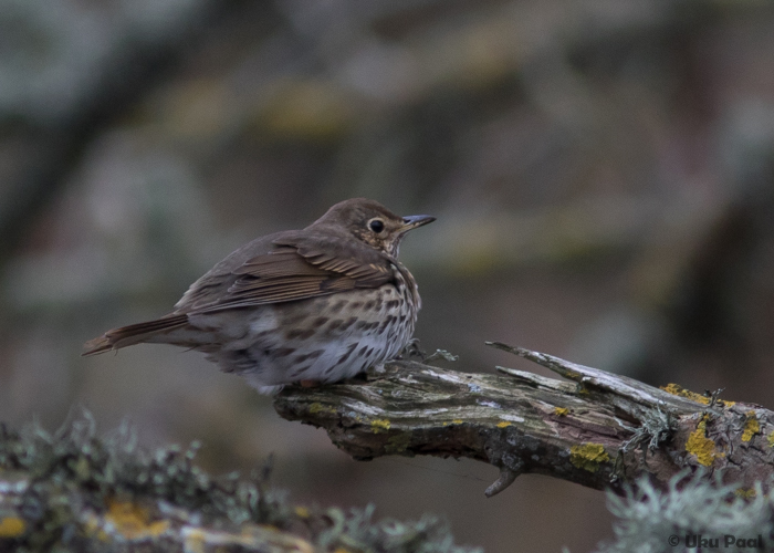 Laulurästas (Turdus philomelus) 2a
Saaremaa, jaanuar 2015. Laulurästaid kohatakse meil talvekuudel vaid üksikuid. Eamäärang suurte kattesulgede järgi, vähemalt 7 juvenaalset sulgimata.

UP
Keywords: song thrush