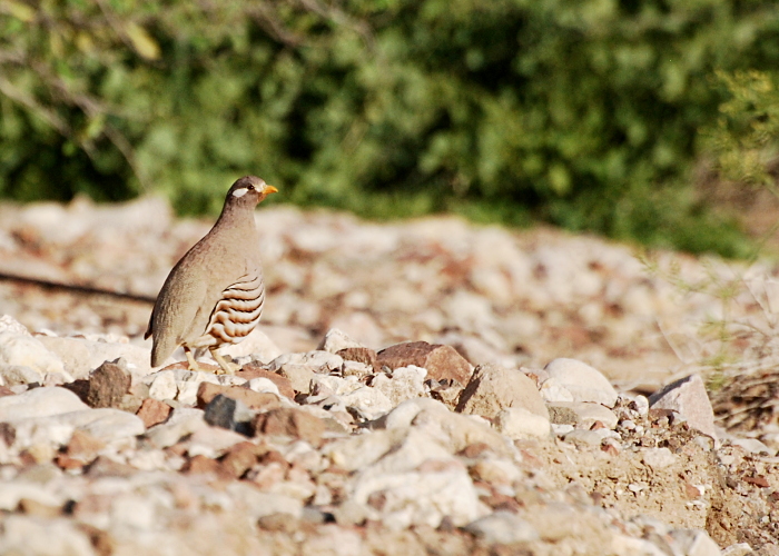 Kõrbekana (Ammoperdix  heyi)
Holland Park, Eilat

Tarvo Valker
