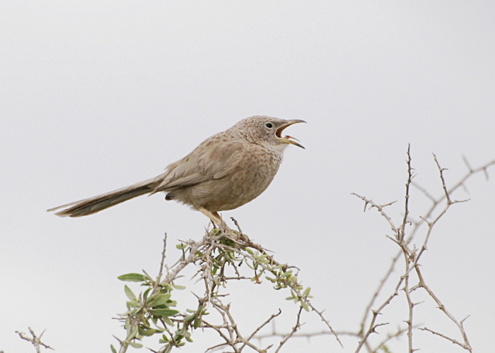 Araabia vadavilbas (Turdoides squamiceps)
Nizzana

Tarvo Valker
