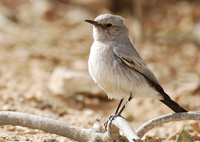 Mustsaba-kaljutäks (Cercomela melanura)
Mitzpe Ramon

Tarvo Valker
