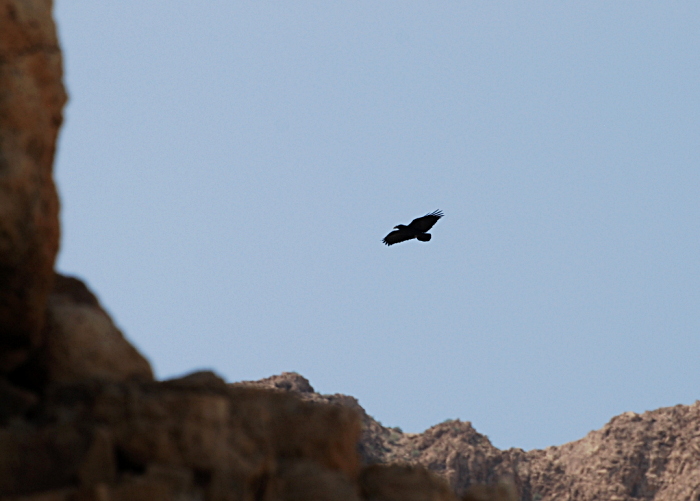 Lühisaba-ronk (Corvus rhipidurus)

Tarvo Valker
