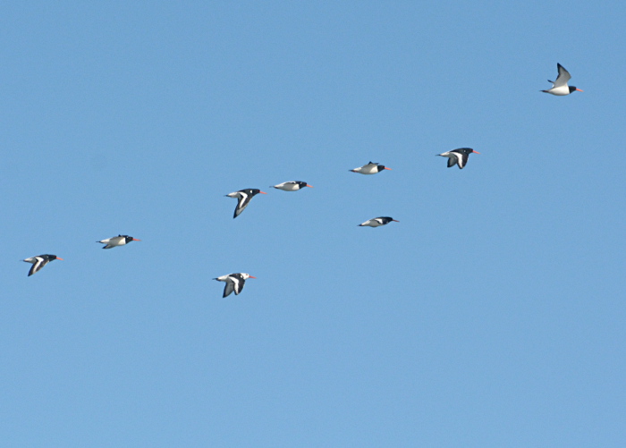 Leukistlik merisk (Haematopus ostralegus)
Põõsaspea neem, Läänemaa, 25.04.2015

Tarvo Valker
