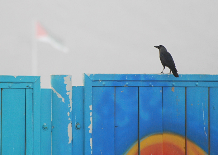 Õuevares (Corvus splendens)
North Beach, Eilat

Tarvo Valker
