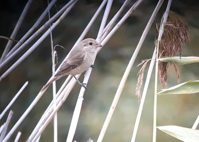 Mongoolia kõnnuõgija (Lanius isabellinus)
Rooslepa, Läänemaa, 09.10.2019. 2. vaatlus Eestis. Alamliike phoenicuroides ja isabellinus käsitletakse tänapäeval sageli eraldi liikidena - mongoolia ja punasaba-kõnnuõgija. See lind on ilmselt mongoolia kõnnuõgija, kes satub Euroopasse sagedamini. Lisaks on Eestis kohatud ka ühte määramata kõnnuõgijat ja punasaba-kõnnuõgijat.

Tarvo Valker
Keywords: isabelline shrike