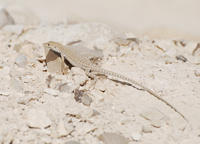 Snake-eyed Lizard (Ophisops occidentalis)
Metzukei Dragot

Tarvo Valker
