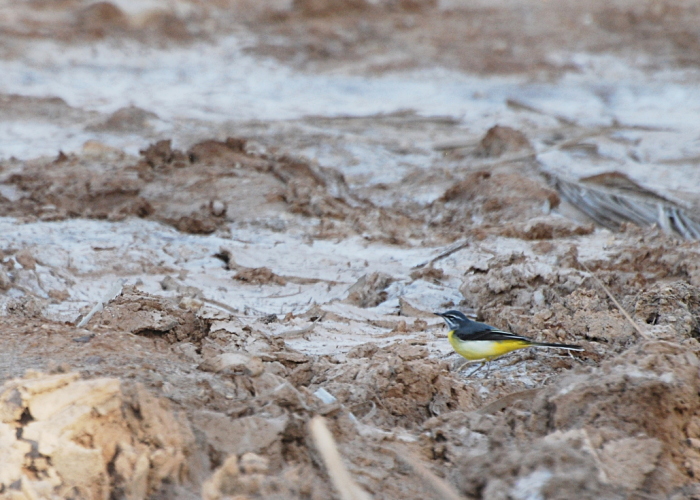 Jõgivästrik (Motacilla cinerea)
"22 km soolaväljad"

Tarvo Valker
