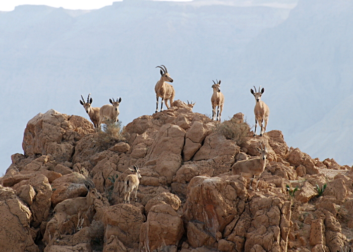 Nuubia kaljukits (Capra ibex nubiana)
Metzukei Dragot

Tarvo Valker
