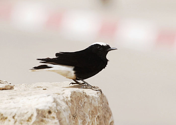 Tanu-kivitäks (Oenanthe leucopyga)
Mitzpe Ramon

Tarvo Valker
