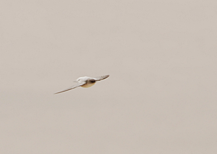 Kivipääsuke (Pytonoprogne rupestris)
Mitzpe Ramon

Tarvo Valker
