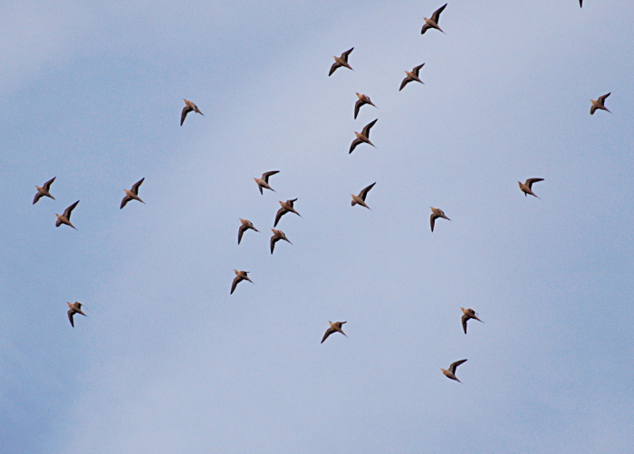 Kõrbevurilad (Pterocles senegallus)
Uvda org

Tarvo Valker
