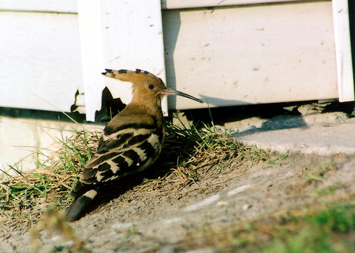 Vaenukägu (Upupa epops)
Sindi, Pärnumaa 31.1.2009. Neljas talvine vaatlus Eestis. Veebruaris pole seda liiki Eestis varem kohatud.


Autor: Hanno
Keywords: hoopoe