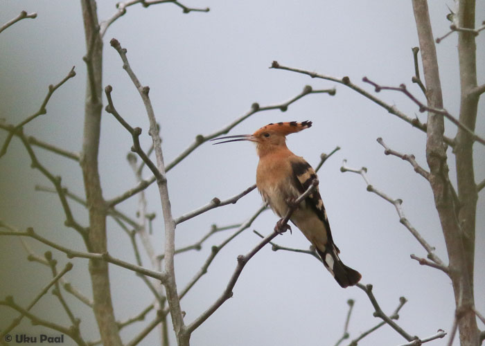 Vaenukägu (Upupa epops)
1 paar pesitses meie maja aias.
Keywords: hoopoe