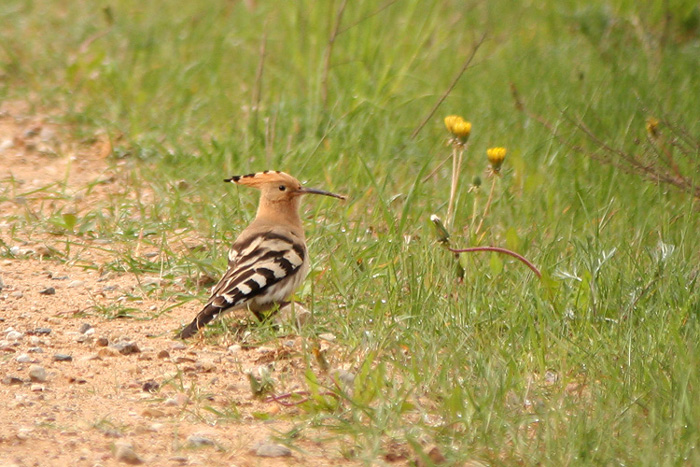 Vaenukägu (Upupa epops)
Tonja, Põlvamaa, 25.05.2011

Martin Hunt
