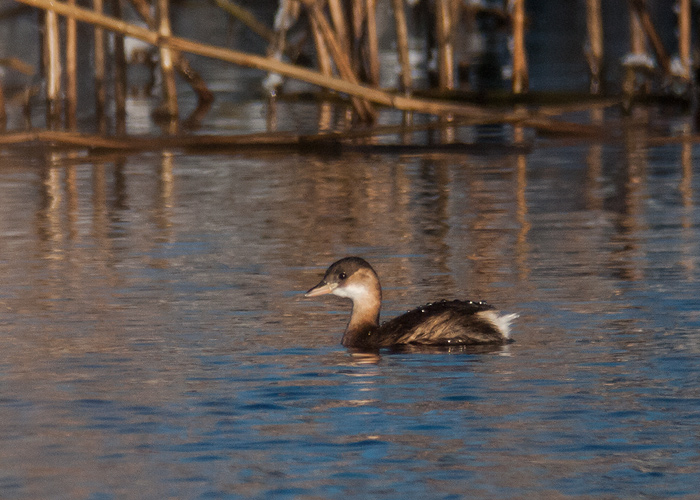 Väikepütt (Tachybaptus ruficollis)
Haapsalu, 27.01.2014

Aivar Veide
