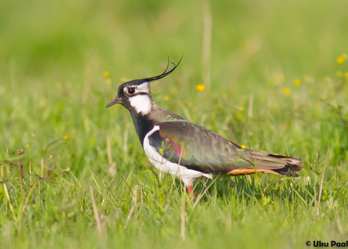 Kiivitaja (Vanellus vanellus)
Matsalu LKA, mai 2015

UP
Keywords: lapwing