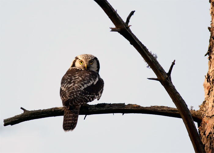 Vöötkakk (Surnia ulula)
Spithami, Läänemaa, 19.9.2013

Marko Paloveer
Keywords: hawk owl