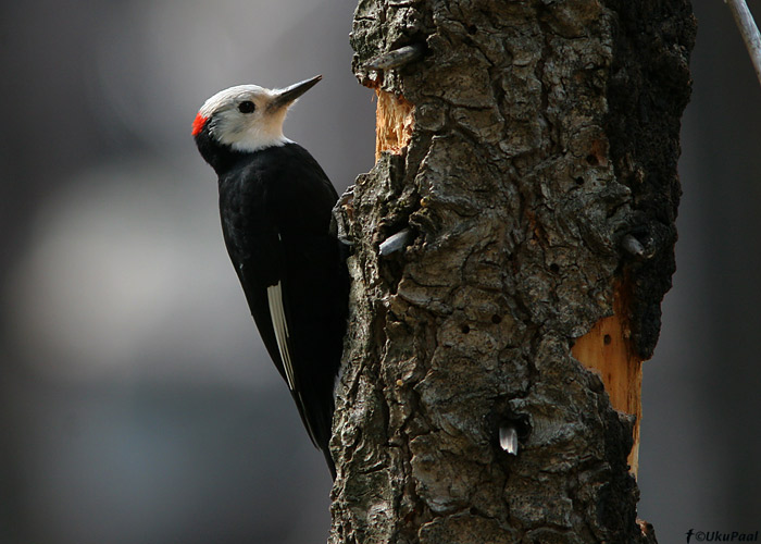 Picoides albolarvatus
Yosemite rahvuspark, California

UP
Keywords: white-headed woodpecker