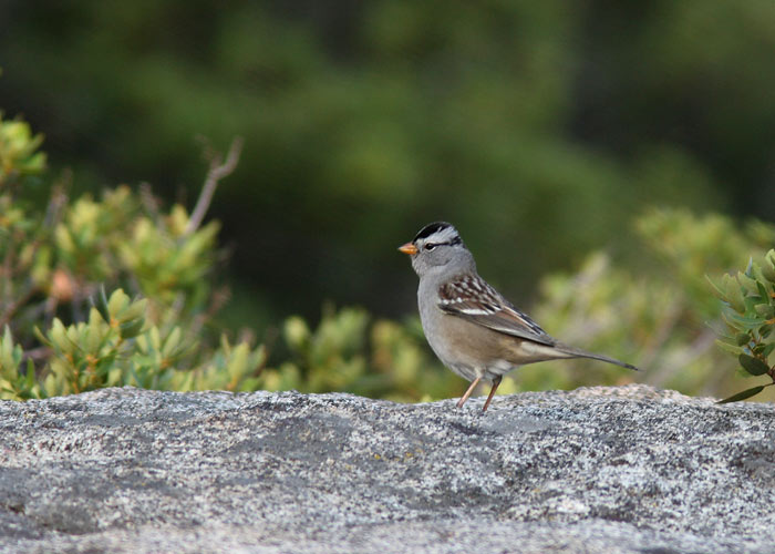 Valgekiird-sidrik (Zonotrichia leucophrys)
Yosemite rahvuspark, California

Riho Marja
Keywords: white-crown sparrow