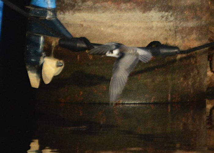 Mustviires (Chlidonias niger) 1a
Mustvee, Jõgevamaa, 28.10.2019. Eesti hiliseim vaatlus.

Tarvo Valker
Keywords: black tern