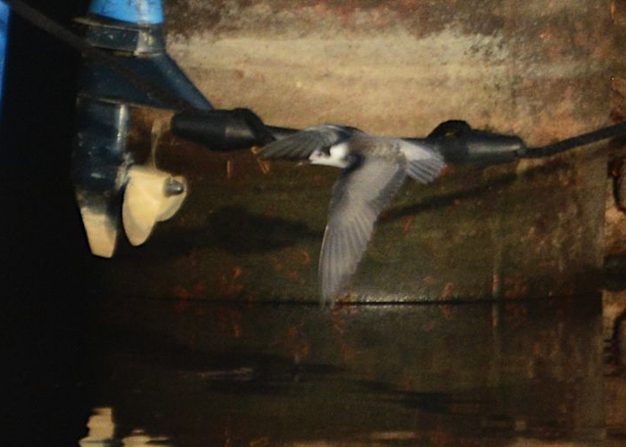 Mustviires (Chlidonias niger) 1a
Mustvee, Jõgevamaa, 28.10.2019. Eesti hiliseim vaatlus.

Tarvo Valker
Keywords: black tern