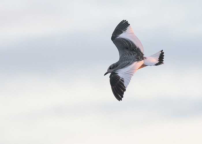 Harksaba-kajakas (Xema sabini) 1a
Põldeotsa, Pärnumaa, 28.10.2019. Eesti 4. vaatlus.

Peter Lind
Keywords: sabine&#039;s gull