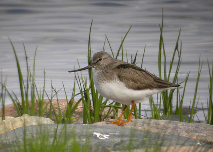 Hallkibu (Xenus cinereus)
Pikla, Pärnumaa, 19.05.2008

Indrek Tammekänd
Keywords: terek sandpiper