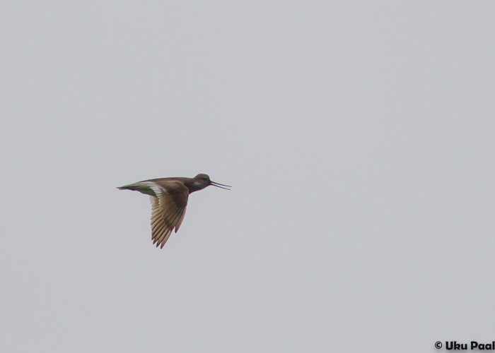 Hallkibu (Xenus cinereus)
Valmaotsa, Tartumaa, 21.5.2015

UP
Keywords: terek sandpiper