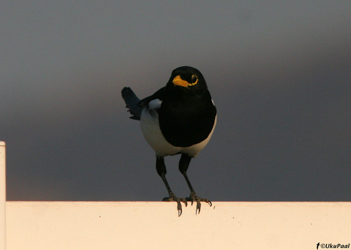 Kalifornia harakas (Pica nuttalli)
Mines Road, California

UP
Keywords: yellow-billed magpie